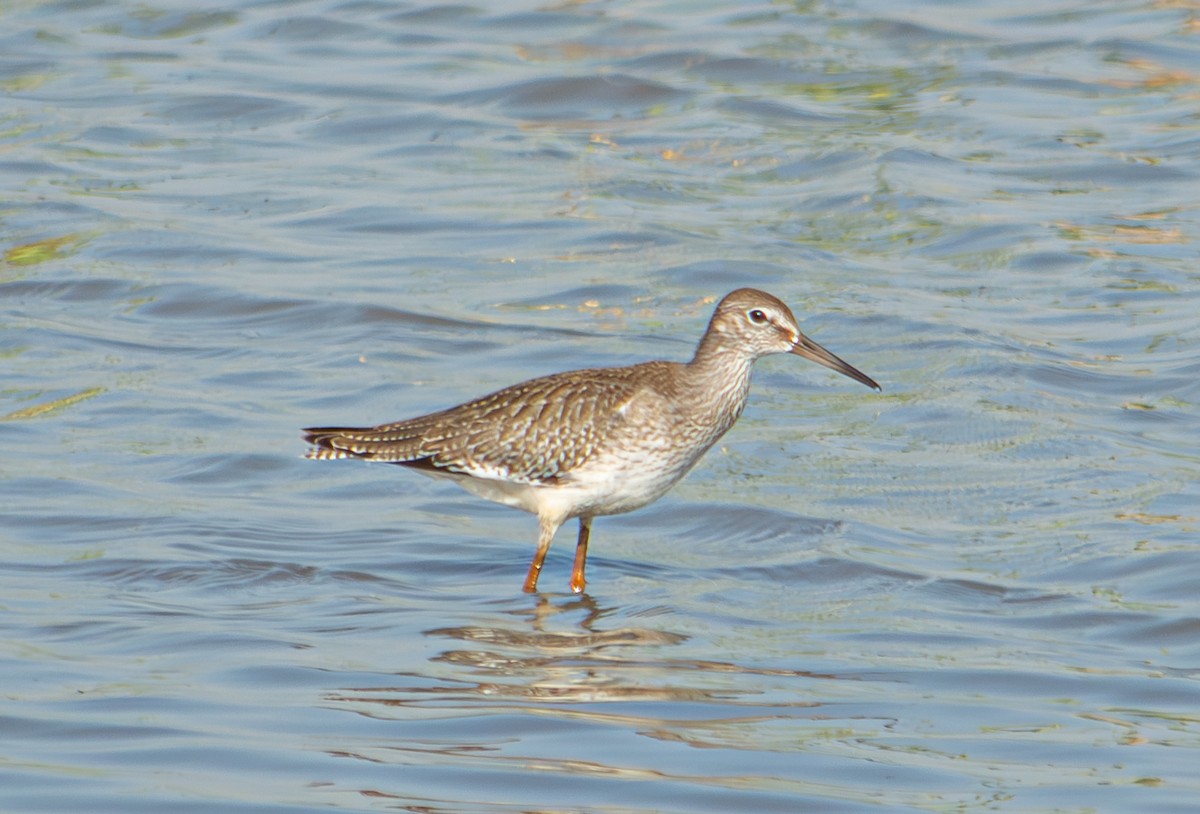 Common Redshank - ML624068269