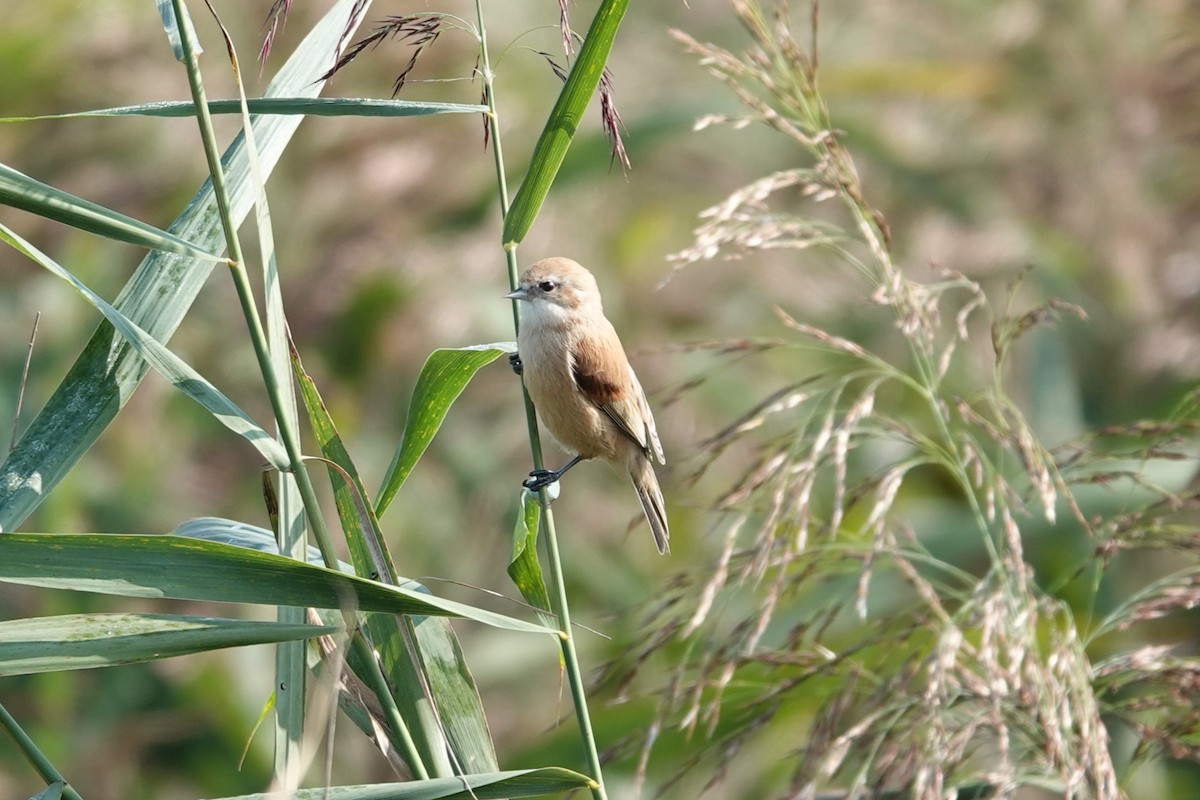 Eurasian Penduline-Tit - ML624068273