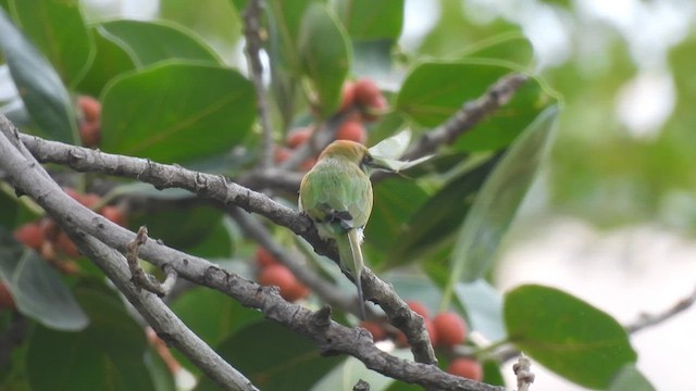 Asian Green Bee-eater - ML624068282