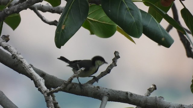 Asian Tit (Cinereous) - ML624068283