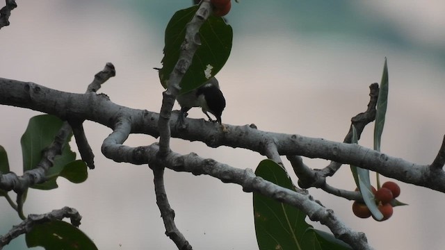 Cinereous Tit - ML624068284