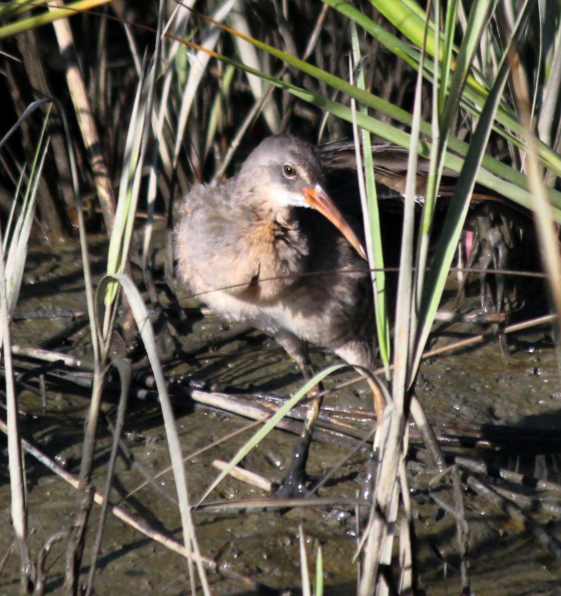 Clapper Rail - ML624068294