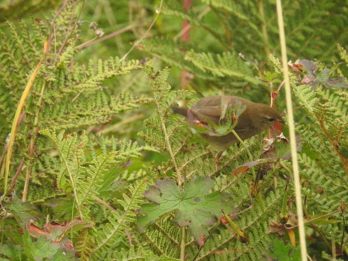 Brownish-flanked Bush Warbler - ML624068296