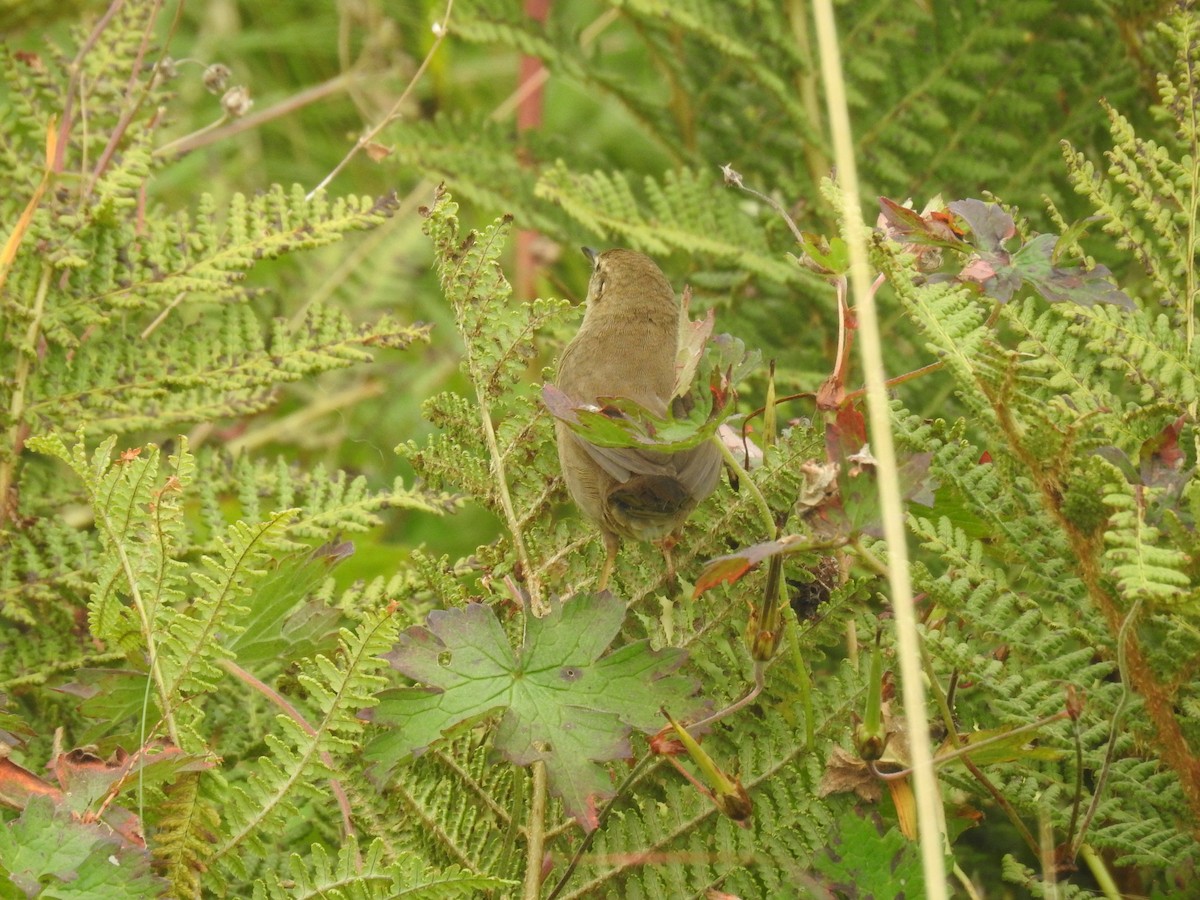 Brownish-flanked Bush Warbler - ML624068297