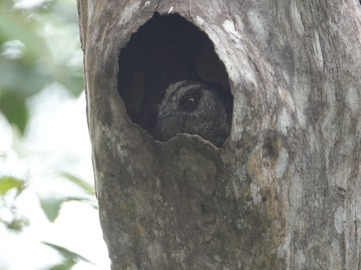 Barred Owlet-nightjar (Barred) - ML624068306