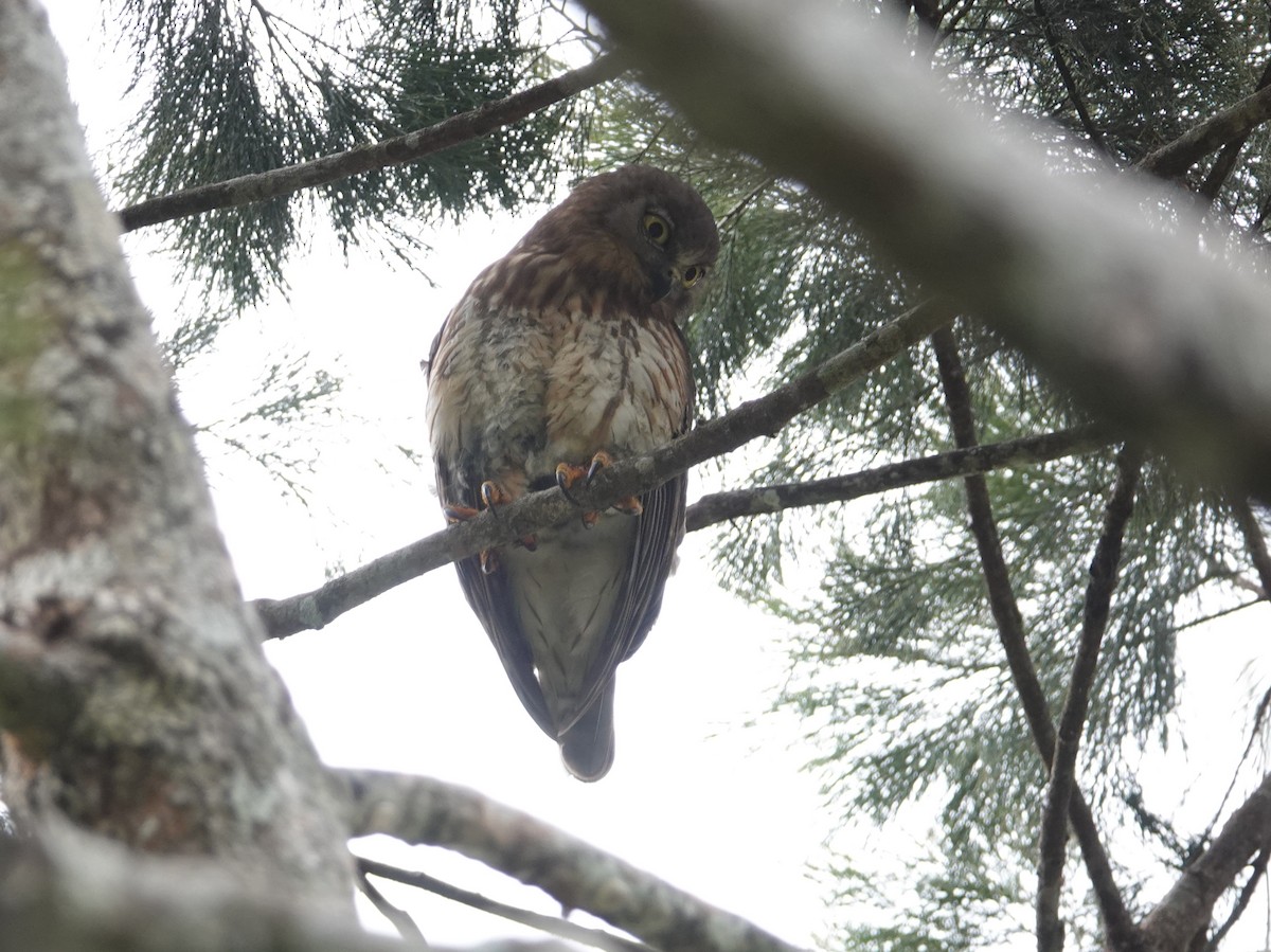 Barking Owl - ML624068311