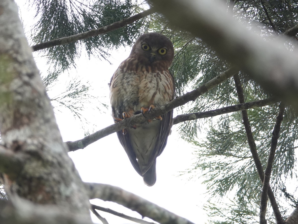 Barking Owl - ML624068312