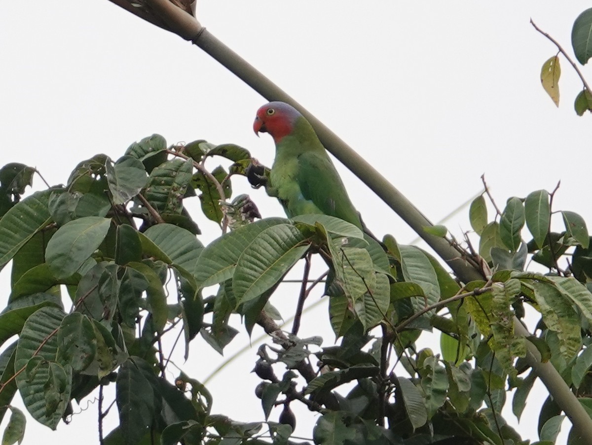 Red-cheeked Parrot - ML624068316