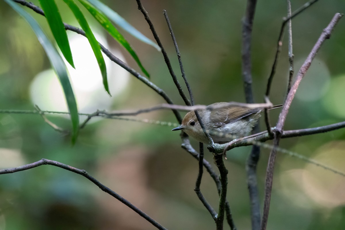 Large-billed Scrubwren - ML624068321