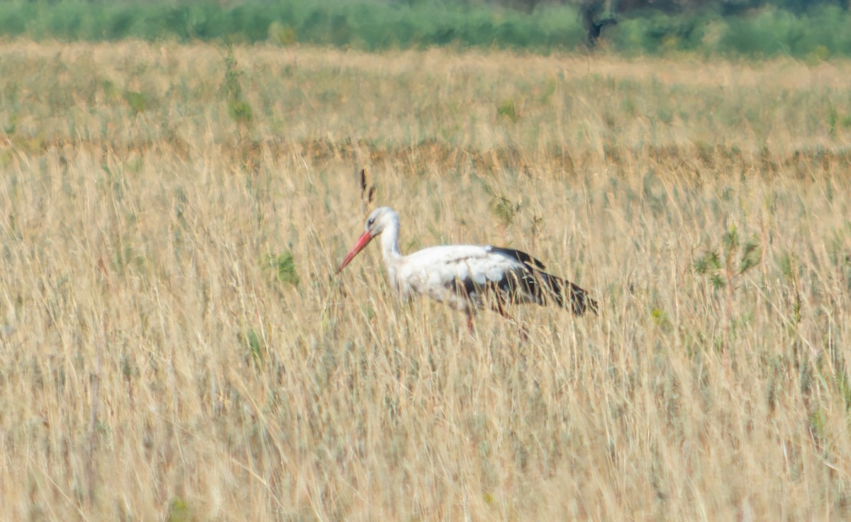 White Stork - ML624068322