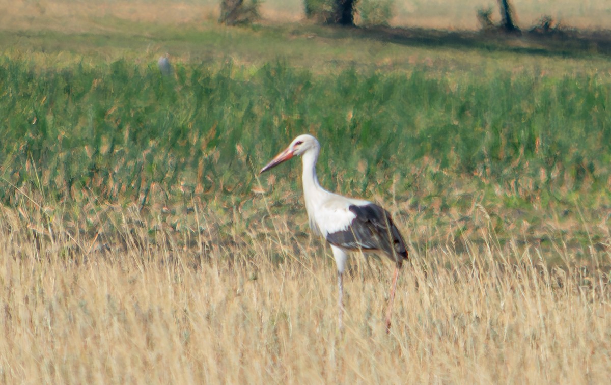 Cigüeña Blanca - ML624068324