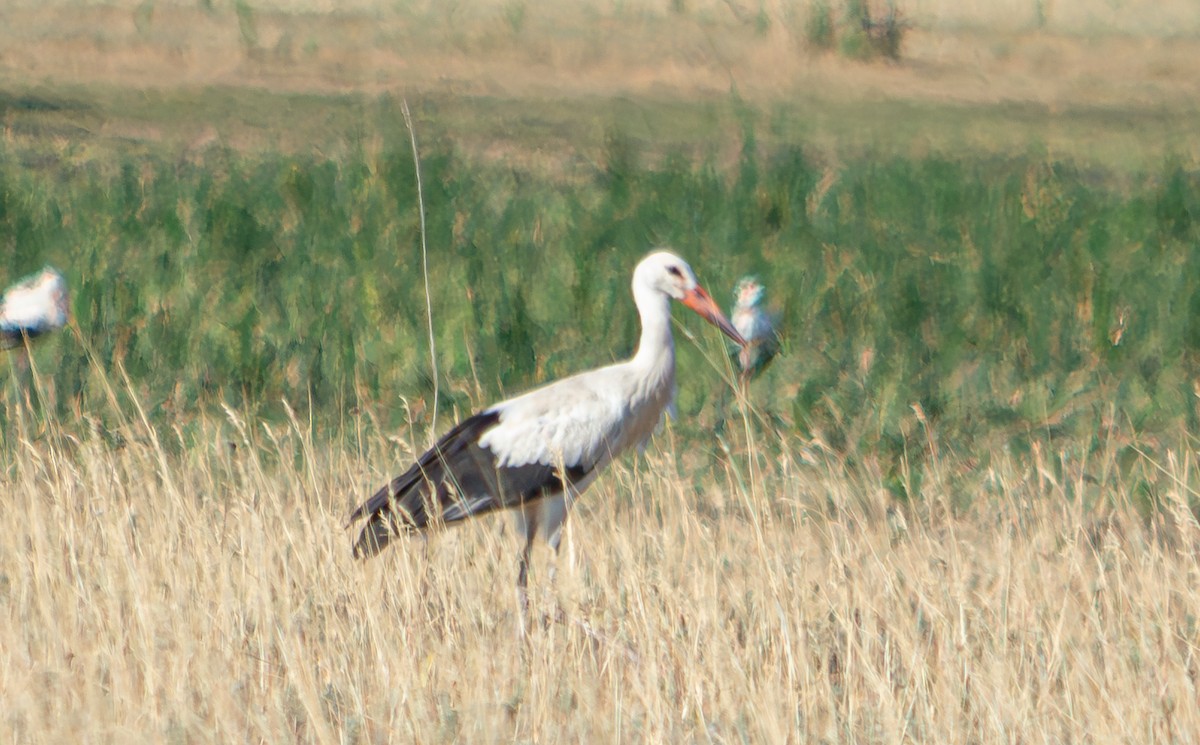 Cigogne blanche - ML624068325