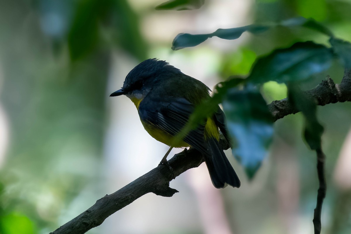 Eastern Yellow Robin - ML624068328