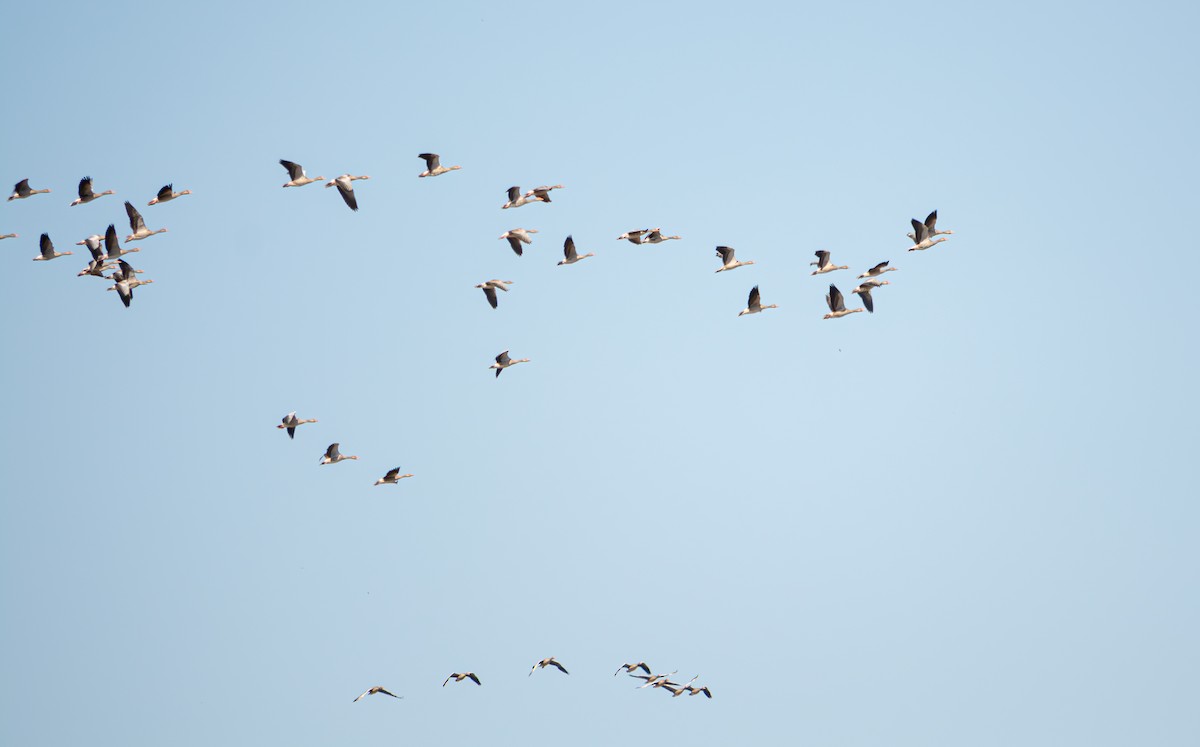 Graylag Goose - Aleksandr Klimenko