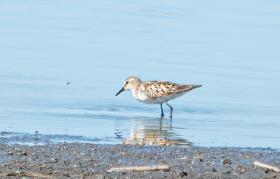 Little Stint - ML624068332