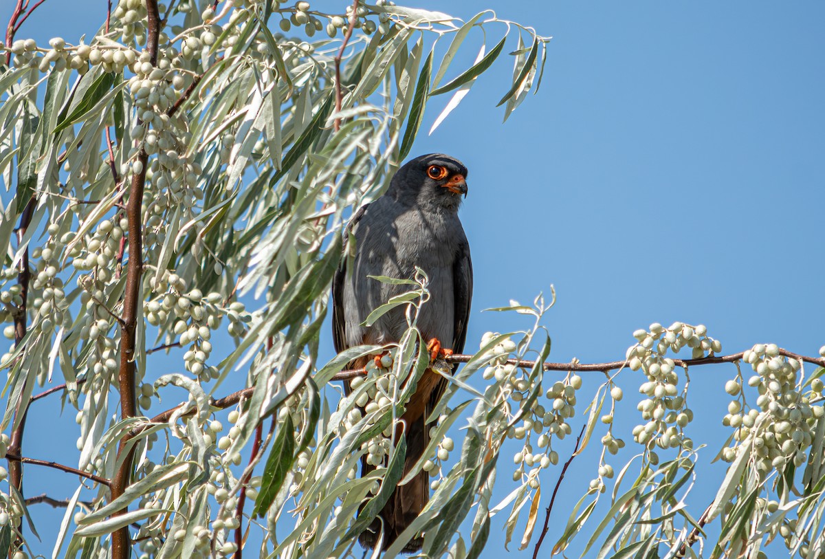 Red-footed Falcon - ML624068334