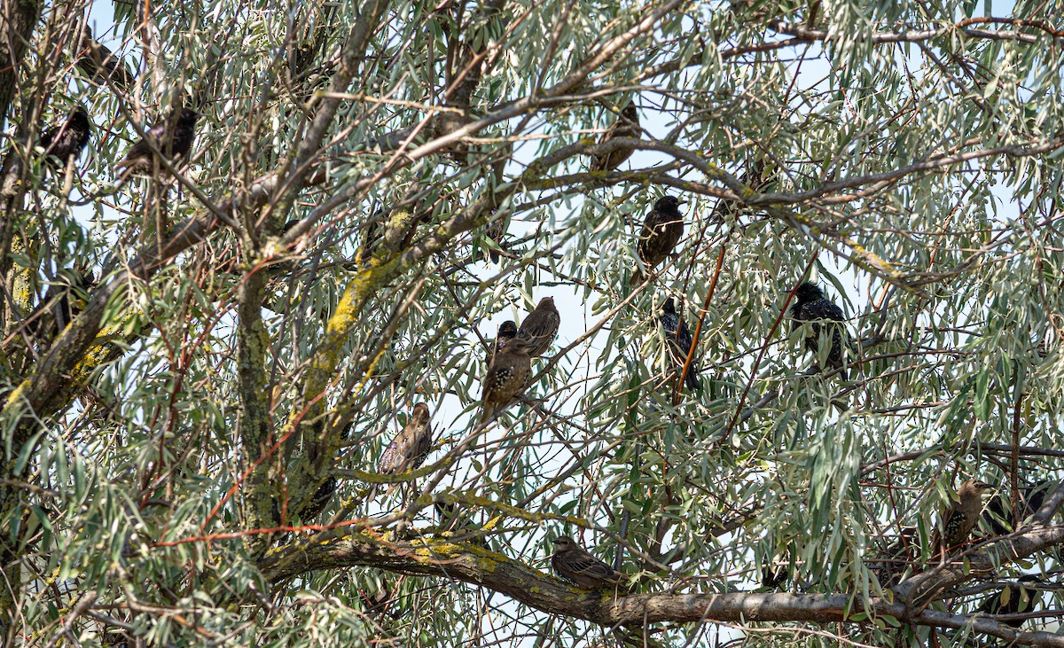 European Starling - ML624068339