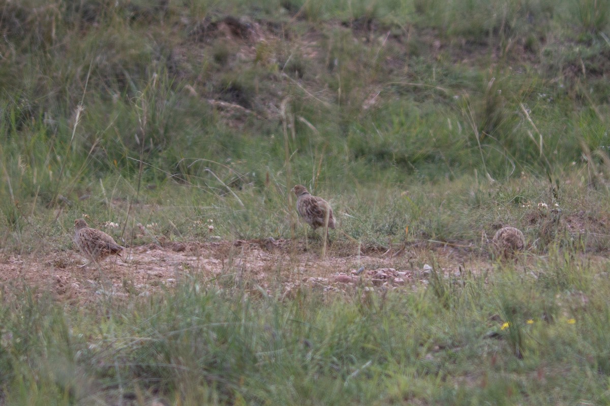 Daurian Partridge - ML624068340