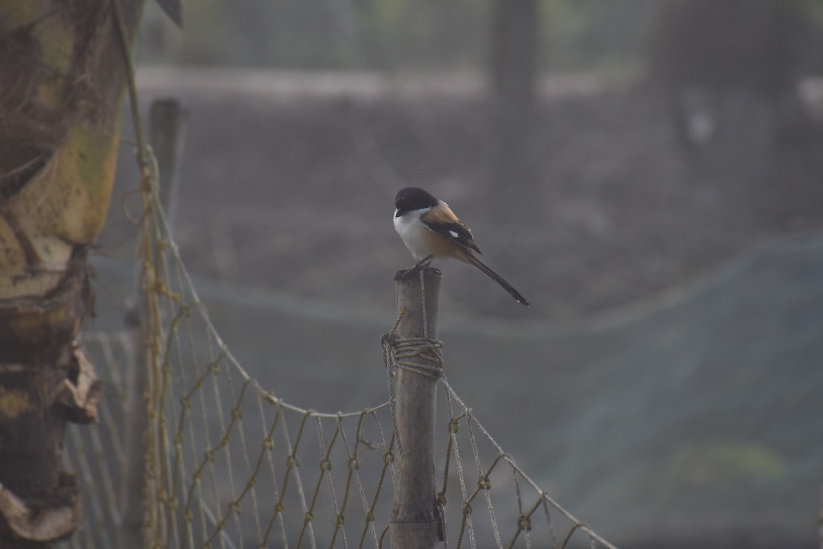 Длиннохвостый сорокопут (tricolor/longicaudatus) - ML624068341