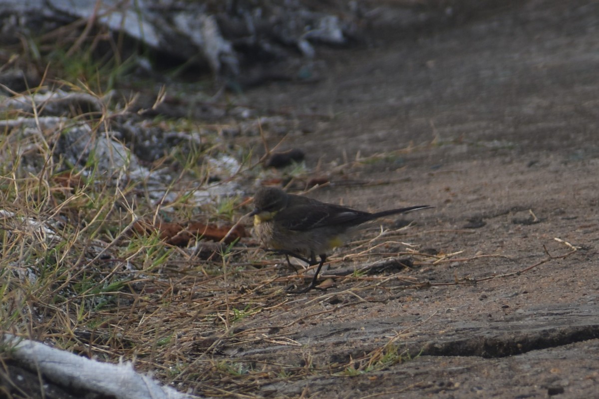 wagtail sp. - ML624068344