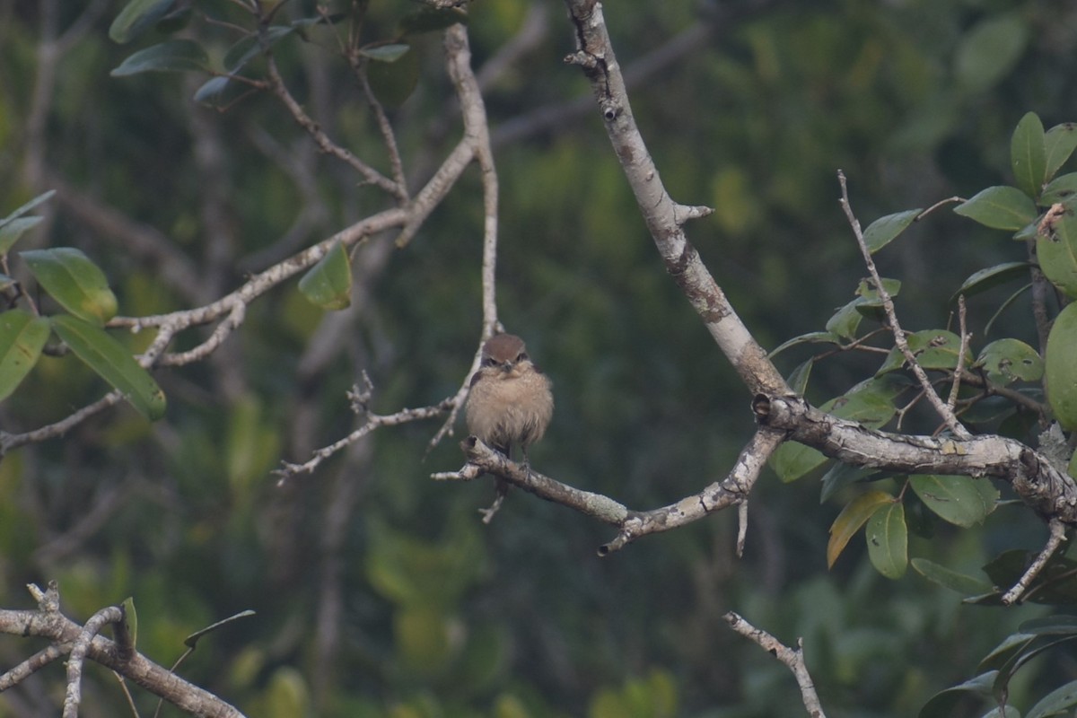 bird sp. - ML624068348