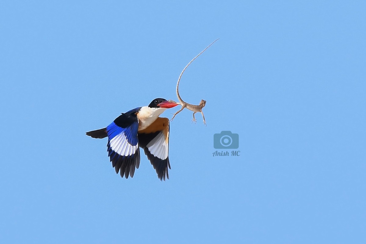 Black-capped Kingfisher - ML624068352