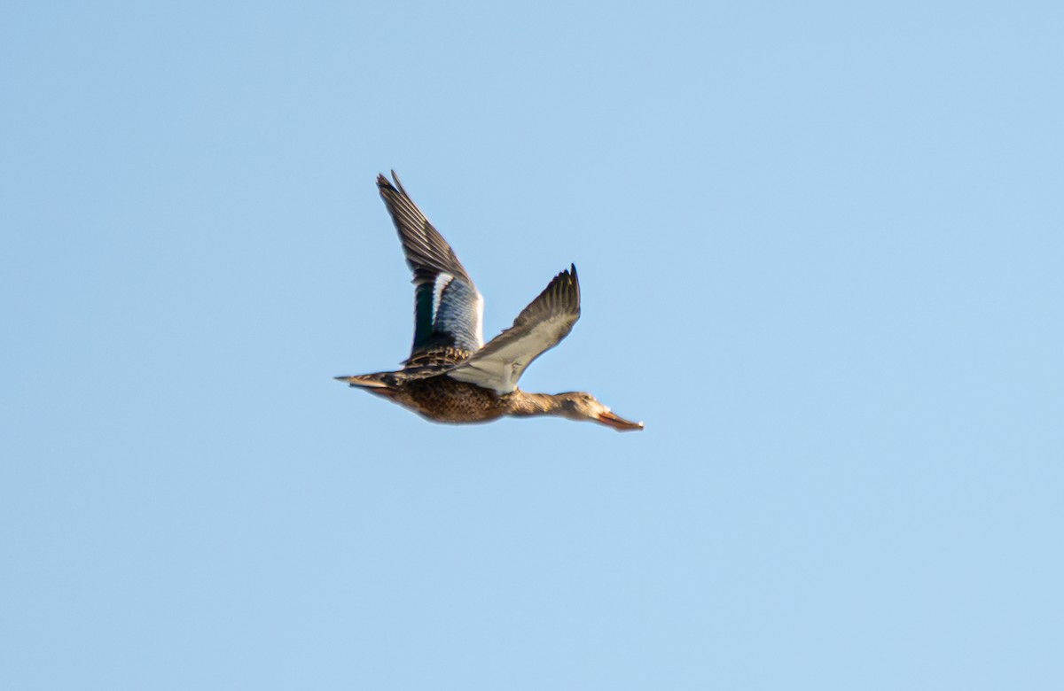 Northern Shoveler - ML624068354