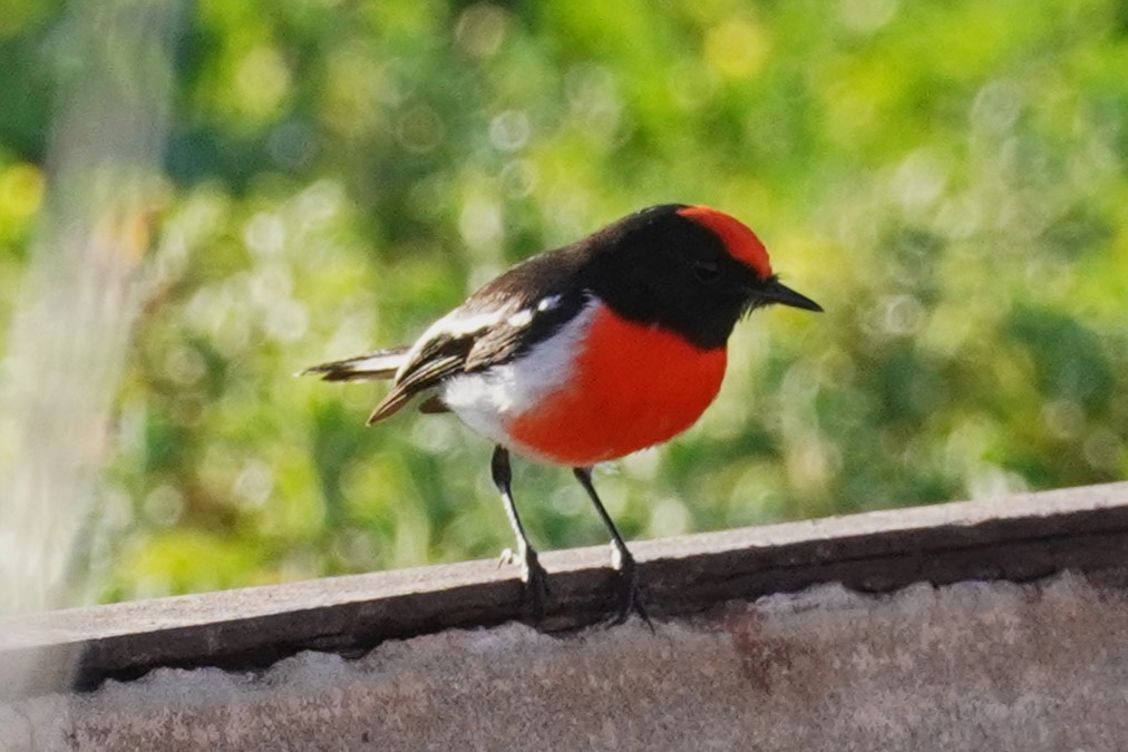 Red-capped Robin - ML624068356