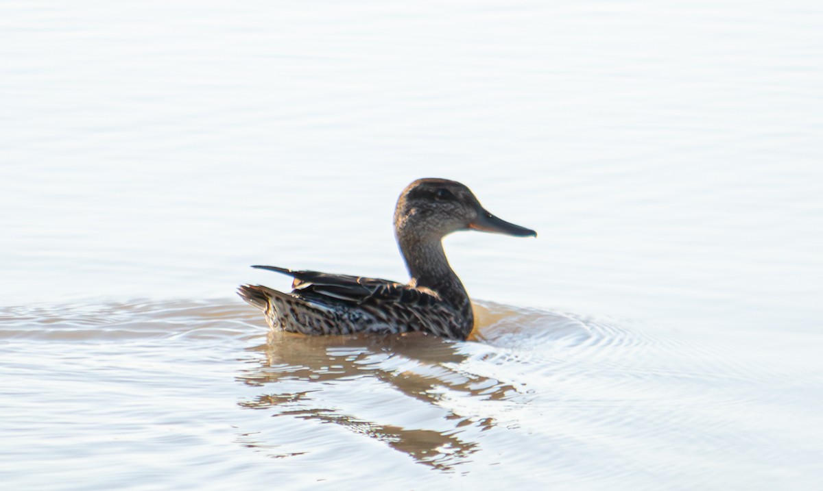 Green-winged Teal - ML624068360