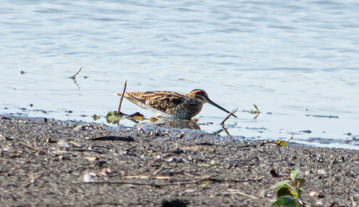 Common Snipe - ML624068363