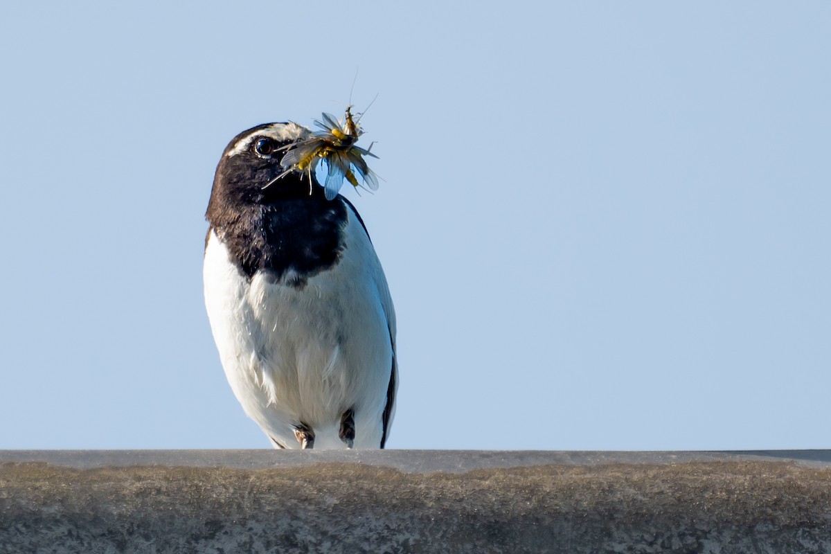 Japanese Wagtail - Anonymous