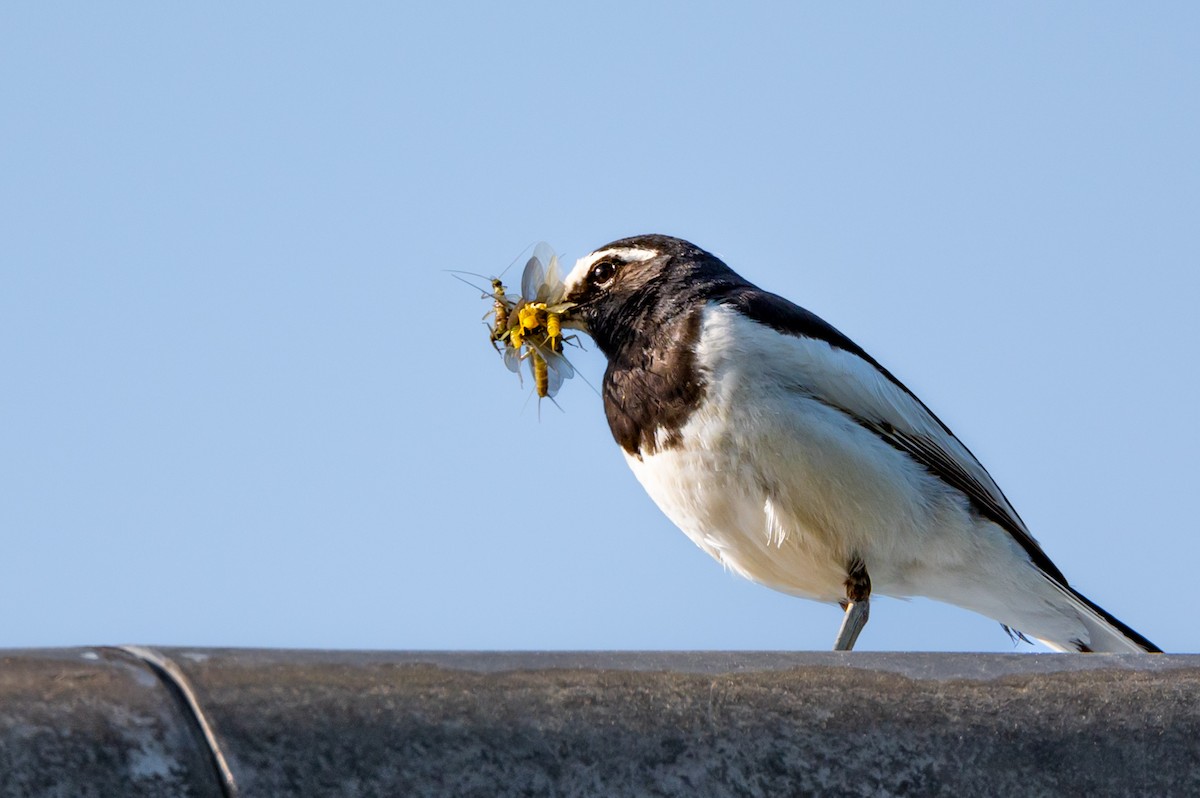 Japanese Wagtail - ML624068367