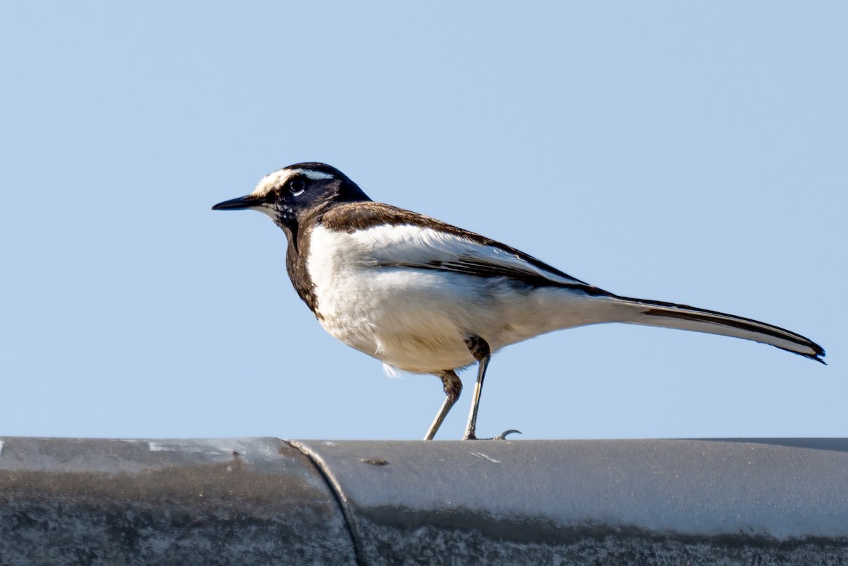 Japanese Wagtail - ML624068368