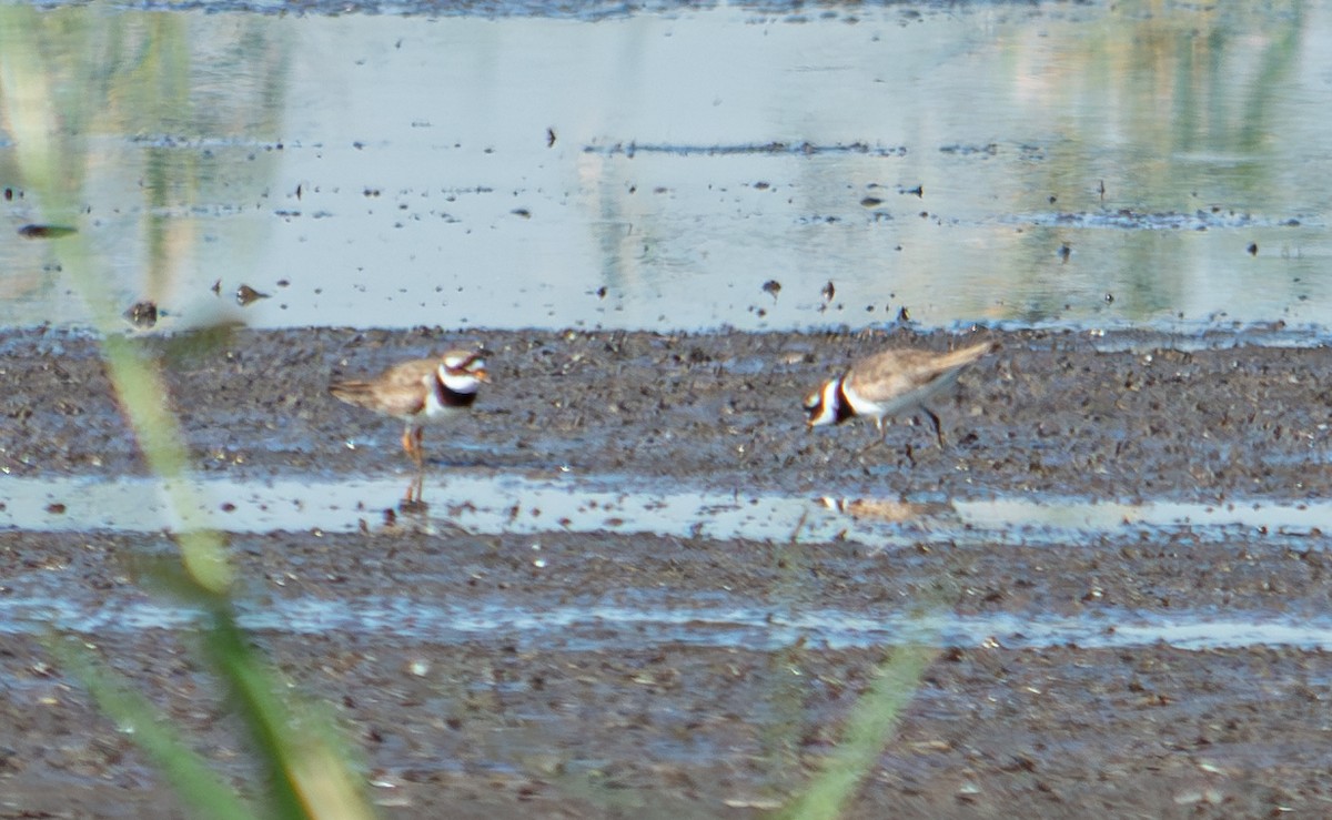 Common Ringed Plover - ML624068372