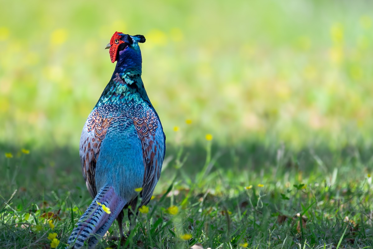 Green Pheasant - ML624068376