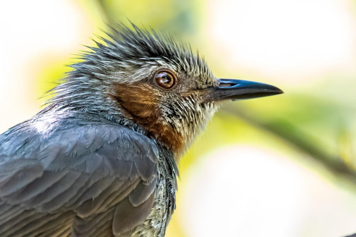 Brown-eared Bulbul - ML624068382