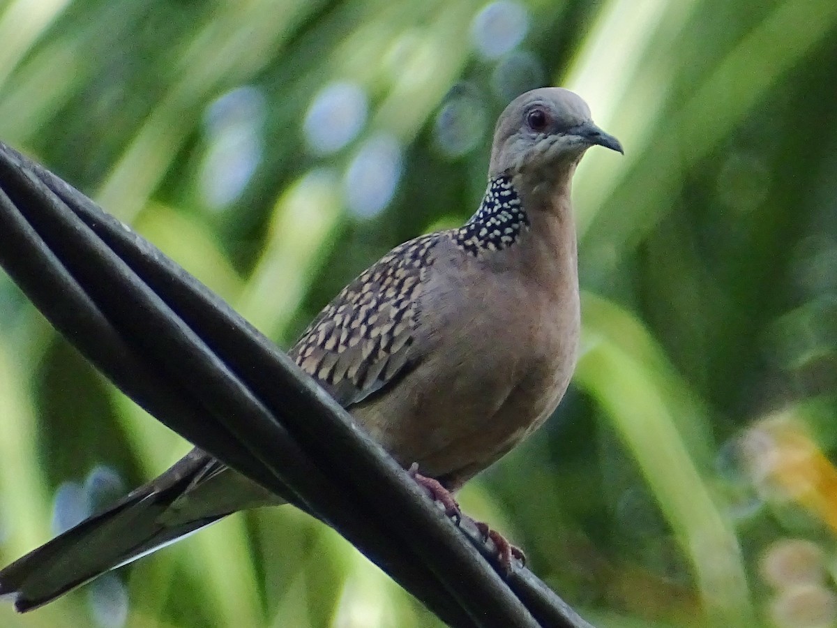 Spotted Dove - ML624068385