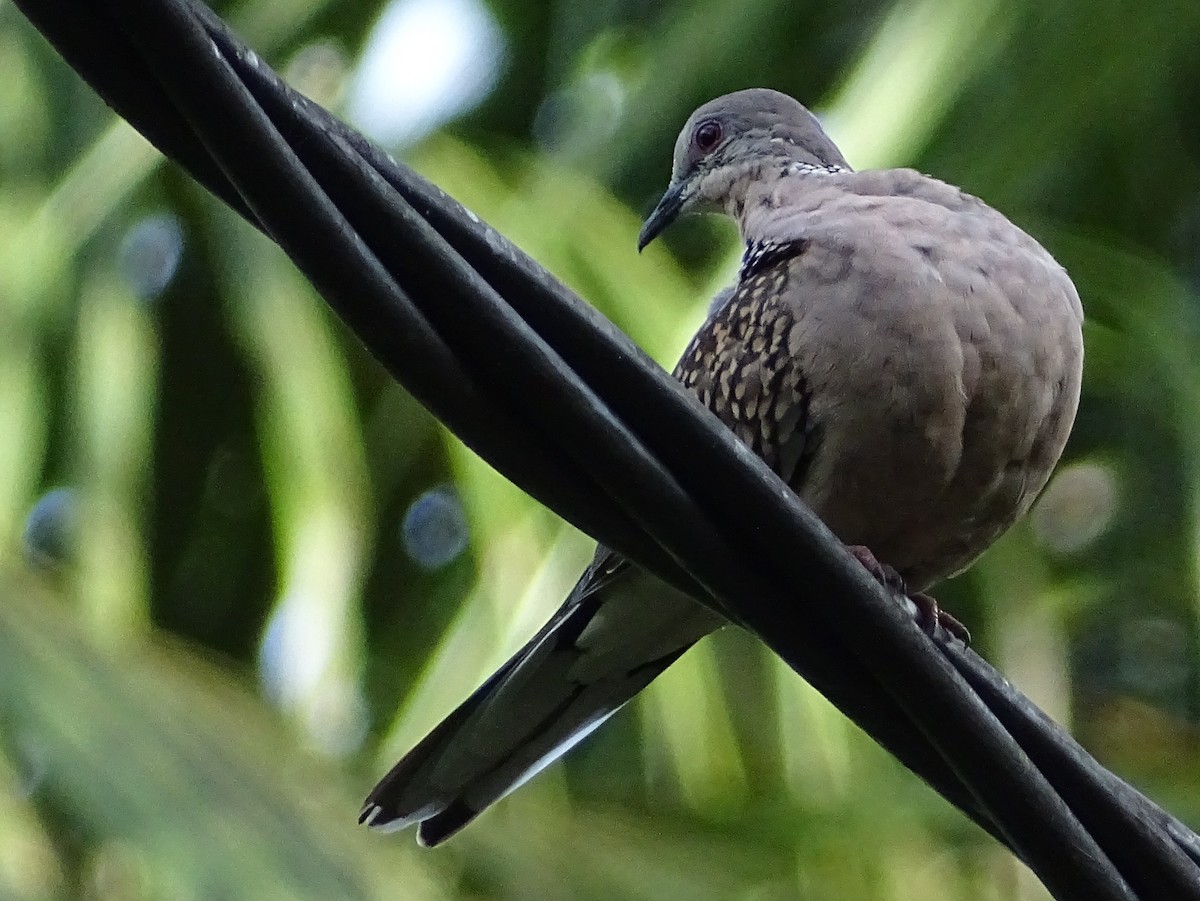 Spotted Dove - ML624068386