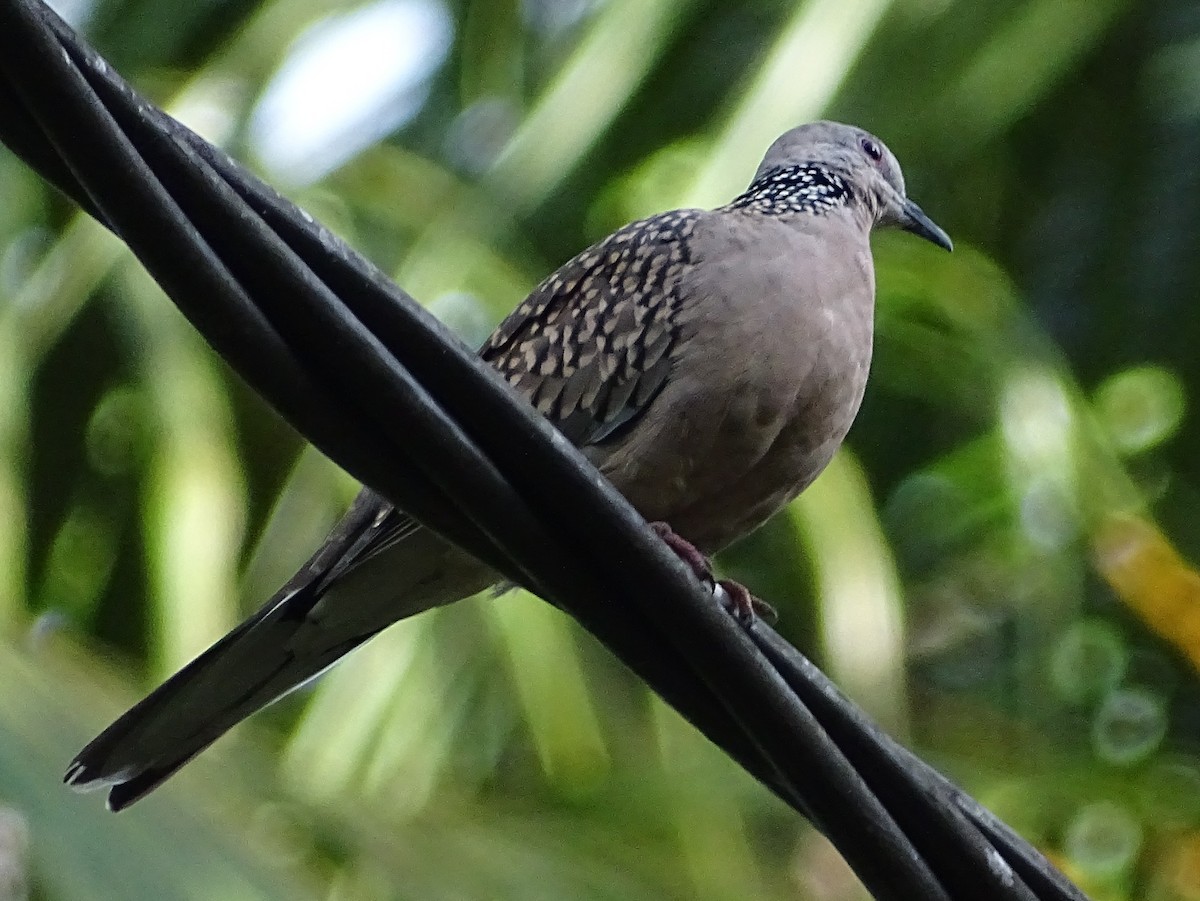 Spotted Dove - ML624068388