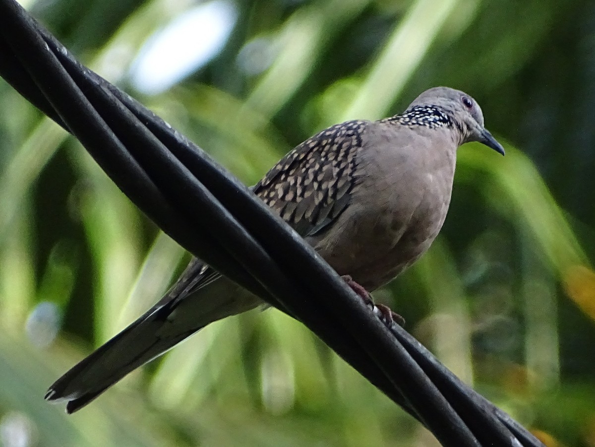 Spotted Dove - Sri Srikumar