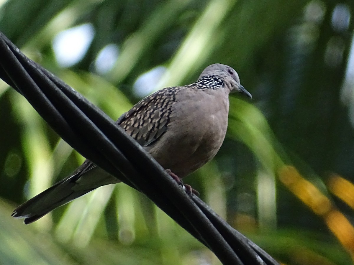 Spotted Dove - ML624068391