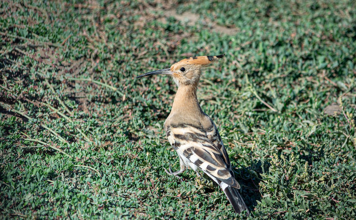 Eurasian Hoopoe - ML624068392