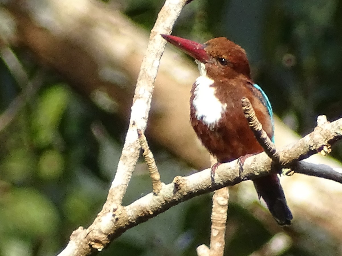 White-throated Kingfisher - ML624068396