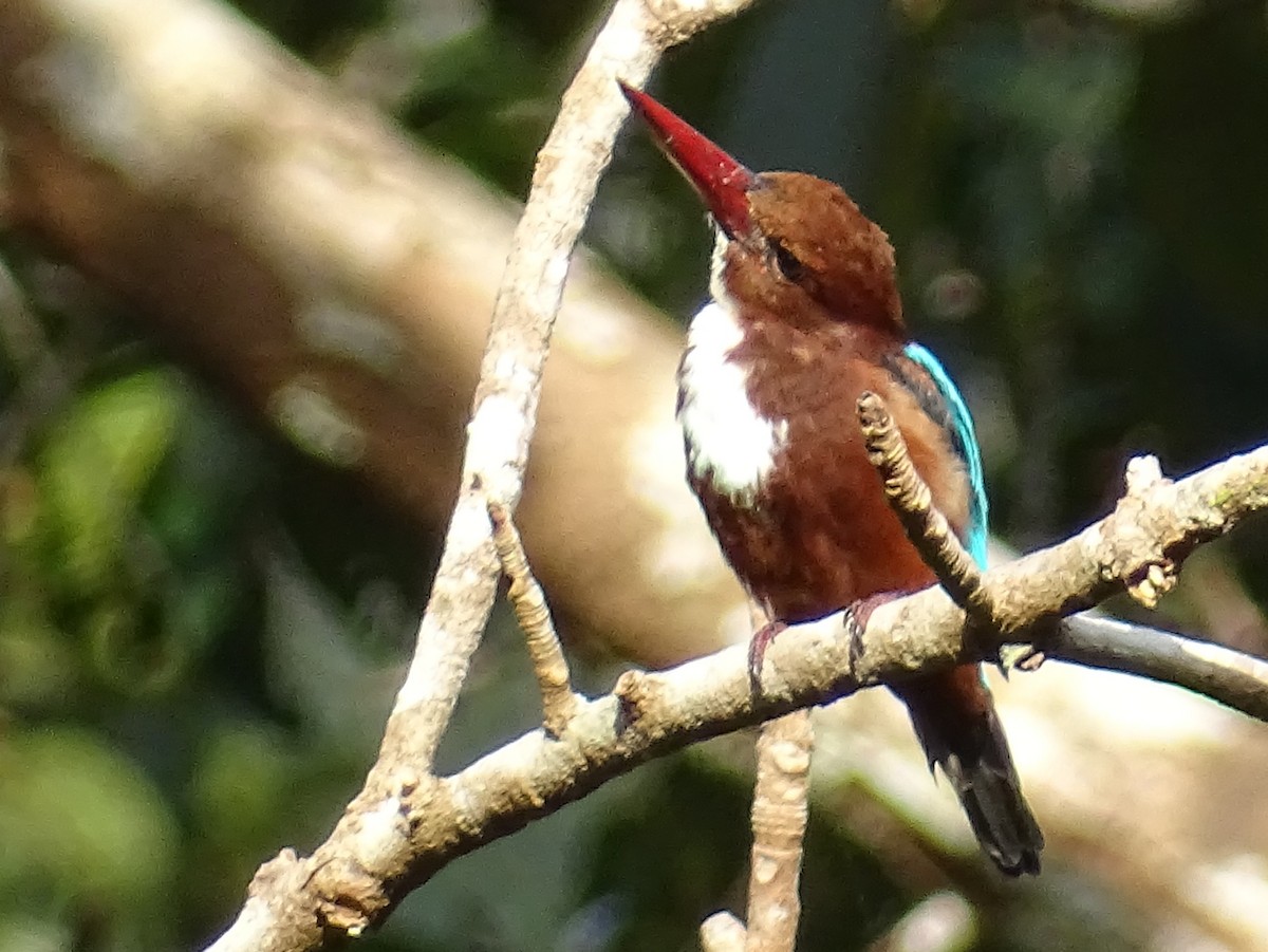 White-throated Kingfisher - ML624068398