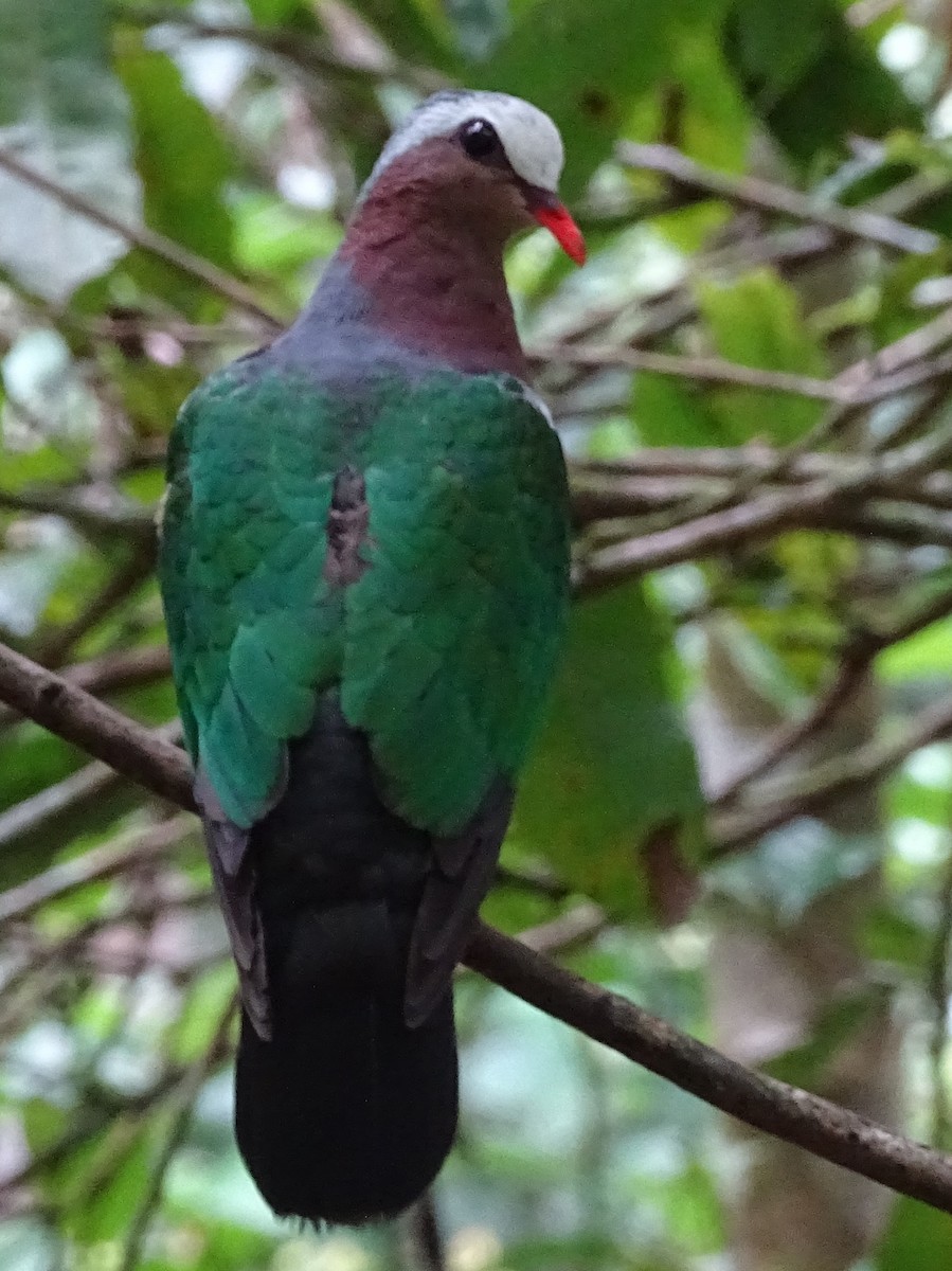 Asian Emerald Dove - ML624068400