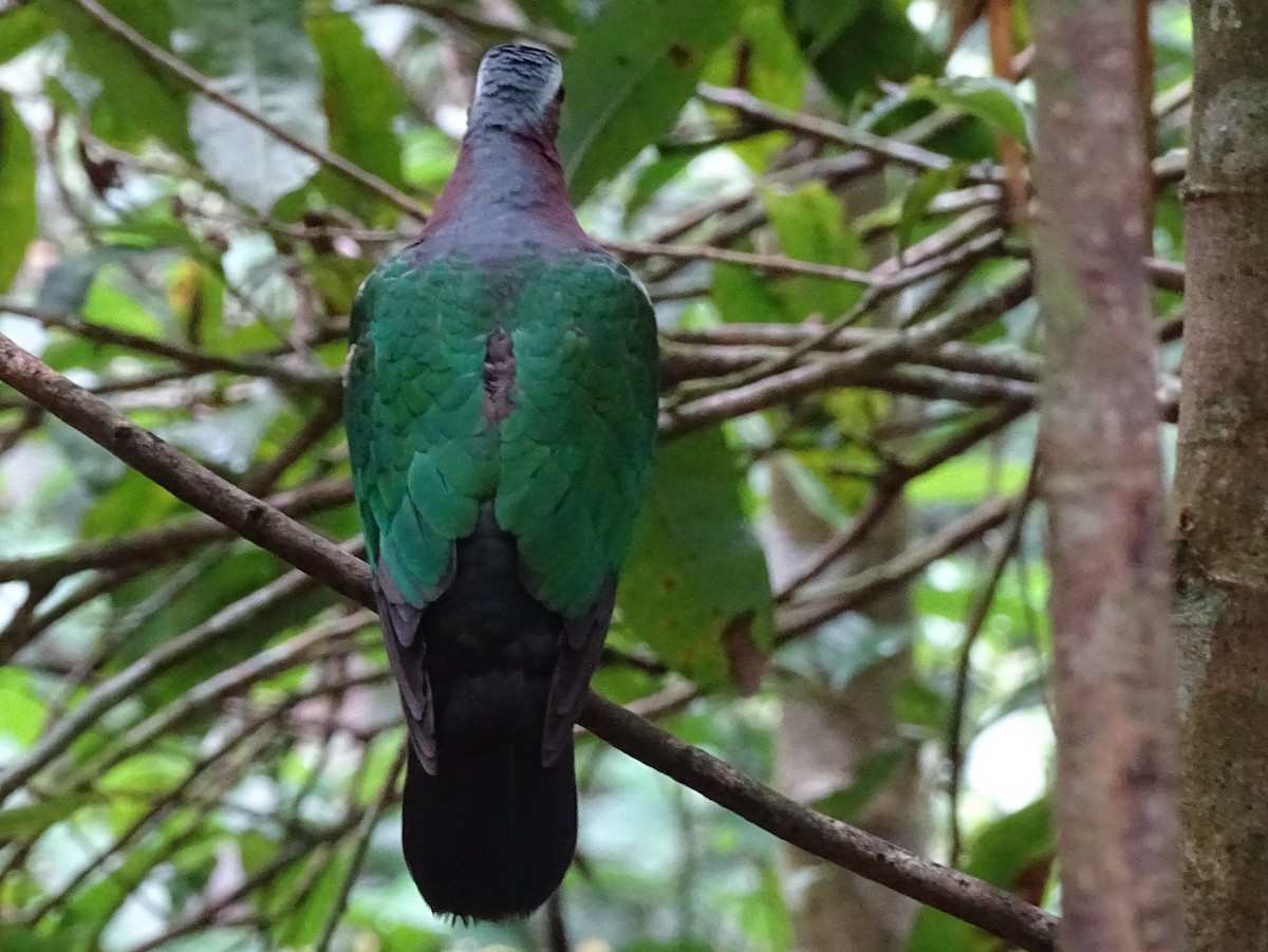 Asian Emerald Dove - Sri Srikumar