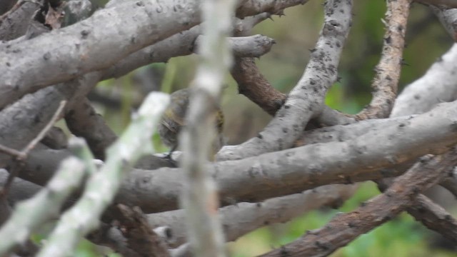 Yellow-throated Bulbul - ML624068405