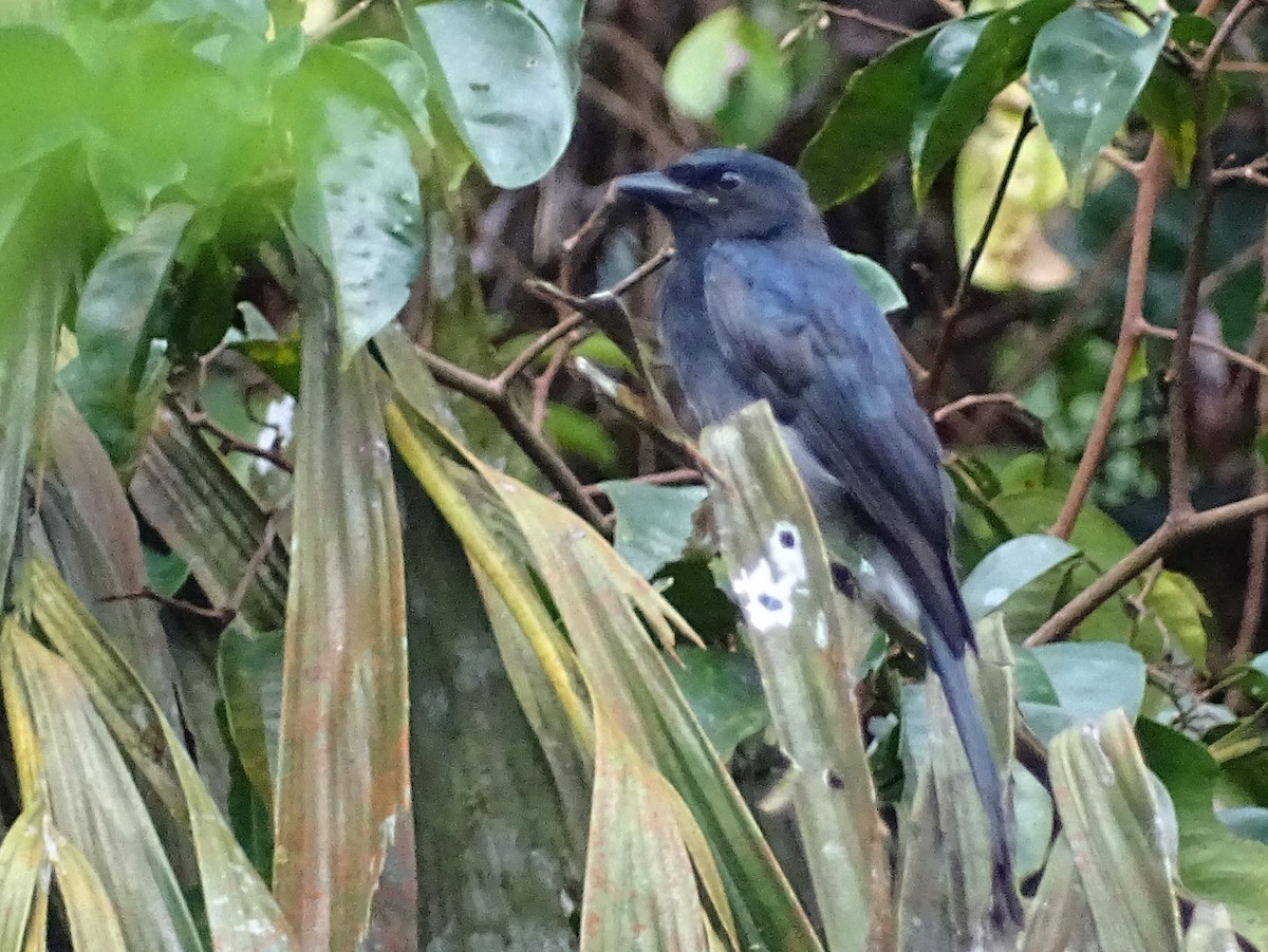 White-bellied Drongo - ML624068406