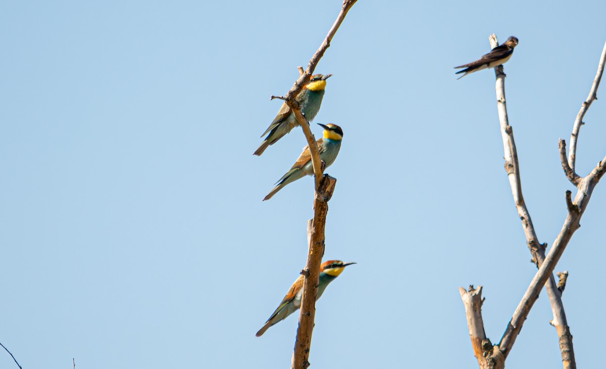 European Bee-eater - ML624068410