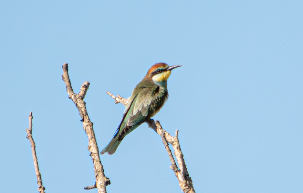 European Bee-eater - ML624068411